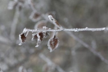 Çeşitli bitki ve yapraklardaki don ve buz