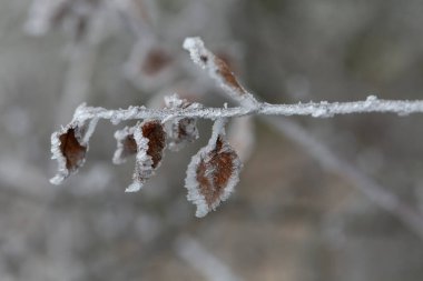Çeşitli bitki ve yapraklardaki don ve buz