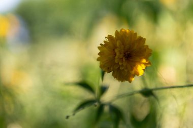 Bahçedeki Rudbeckia cinsinin dekoratif çiçeği