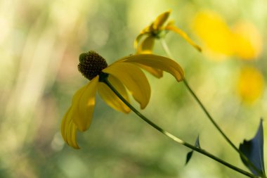 Bahçedeki Rudbeckia cinsinin dekoratif çiçeği