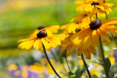 Bahçedeki Rudbeckia cinsinin dekoratif çiçeği