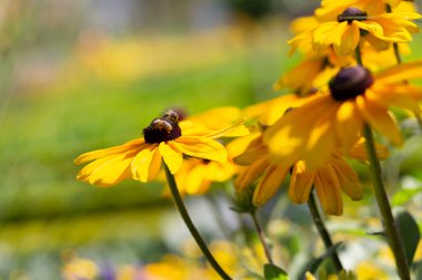 Bahçedeki Rudbeckia cinsinin dekoratif çiçeği