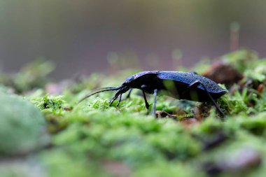 Yer Böceği Carabus Chaetocarabus entrikacı