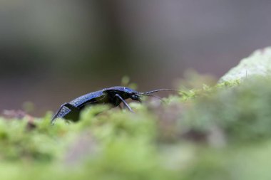 Yer Böceği Carabus Chaetocarabus entrikacı