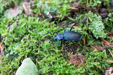 Yer Böceği Carabus Chaetocarabus entrikacı