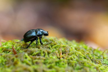 Gübre böceği Trypocopris pyrenaeus Alsace, Fransa 'da yosunları yakından görüyor