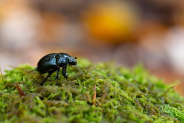 Gübre böceği Trypocopris pyrenaeus Alsace, Fransa 'da yosunları yakından görüyor