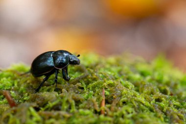 Gübre böceği Trypocopris pyrenaeus Alsace, Fransa 'da yosunları yakından görüyor