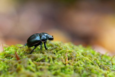 Gübre böceği Trypocopris pyrenaeus Alsace, Fransa 'da yosunları yakından görüyor