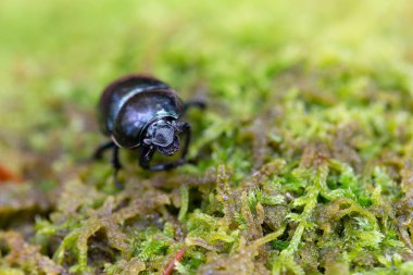 Gübre böceği Trypocopris pyrenaeus Alsace, Fransa 'da yosunları yakından görüyor