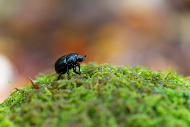 Gübre böceği Trypocopris pyrenaeus Alsace, Fransa 'da yosunları yakından görüyor