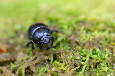 Gübre böceği Trypocopris pyrenaeus Alsace, Fransa 'da yosunları yakından görüyor