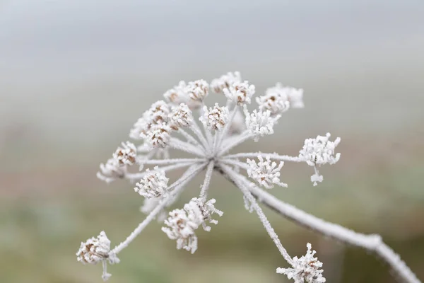 Frost Und Eis Auf Verschiedenen Pflanzen Oder Blättern — Stockfoto
