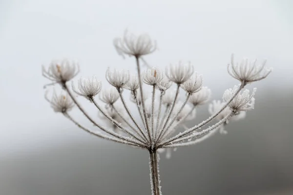 Мороз Лід Різних Рослинах Або Листі — стокове фото