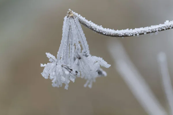 Мороз Лід Різних Рослинах Або Листі — стокове фото
