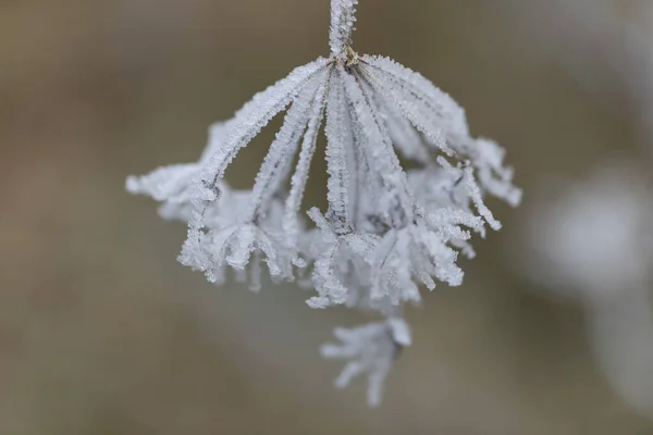 Frost Ice Various Plants Leaves — Stock Photo, Image