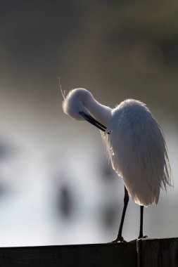 Küçük Egret Egretta Garzetta yakın görüşte.