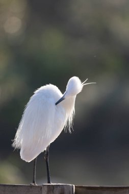 Küçük Egret Egretta Garzetta yakın görüşte.