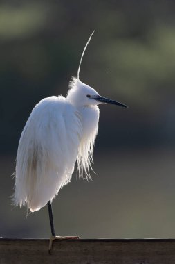 Küçük Egret Egretta Garzetta yakın görüşte.