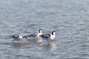 Pied avocet Recurvirostra avosetta Güney Fransa 'da küçük bir lagünden besleniyor