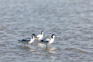 Pied avocet Recurvirostra avosetta Güney Fransa 'da küçük bir lagünden besleniyor