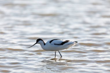 Pied avocet Recurvirostra avosetta Güney Fransa 'da küçük bir lagünden besleniyor
