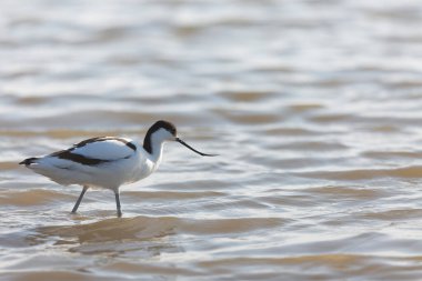Pied avocet Recurvirostra avosetta Güney Fransa 'da küçük bir lagünden besleniyor