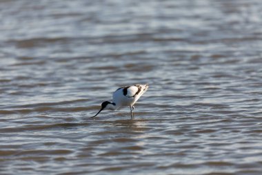 Pied avocet Recurvirostra avosetta Güney Fransa 'da küçük bir lagünden besleniyor