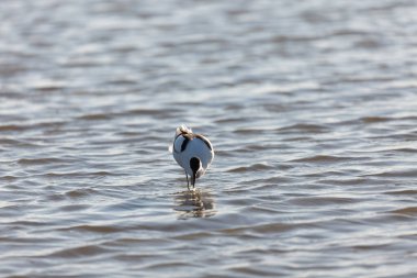 Pied avocet Recurvirostra avosetta Güney Fransa 'da küçük bir lagünden besleniyor