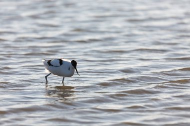 Pied avocet Recurvirostra avosetta Güney Fransa 'da küçük bir lagünden besleniyor