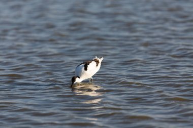 Pied avocet Recurvirostra avosetta Güney Fransa 'da küçük bir lagünden besleniyor
