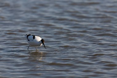Pied avocet Recurvirostra avosetta Güney Fransa 'da küçük bir lagünden besleniyor