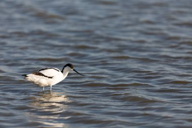 Pied avocet Recurvirostra avosetta Güney Fransa 'da küçük bir lagünden besleniyor