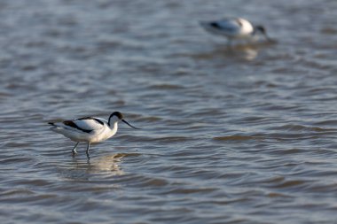 Pied avocet Recurvirostra avosetta Güney Fransa 'da küçük bir lagünden besleniyor