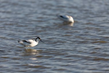 Pied avocet Recurvirostra avosetta Güney Fransa 'da küçük bir lagünden besleniyor