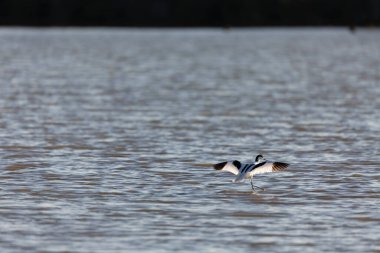 Pied avocet Recurvirostra avosetta Güney Fransa 'da küçük bir lagünden besleniyor
