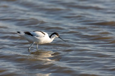 Pied avocet Recurvirostra avosetta Güney Fransa 'da küçük bir lagünden besleniyor