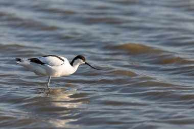 Pied avocet Recurvirostra avosetta Güney Fransa 'da küçük bir lagünden besleniyor