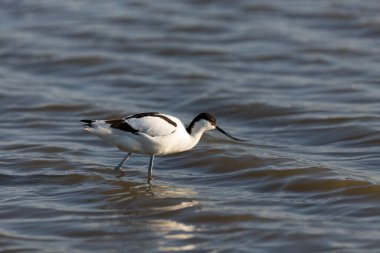 Pied avocet Recurvirostra avosetta Güney Fransa 'da küçük bir lagünden besleniyor