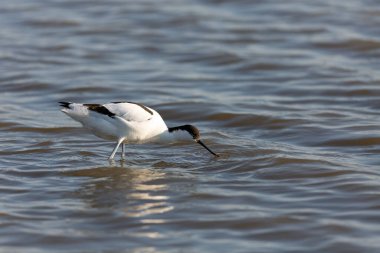 Pied avocet Recurvirostra avosetta Güney Fransa 'da küçük bir lagünden besleniyor