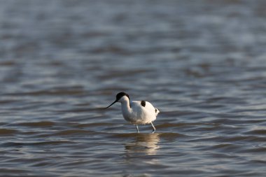 Pied avocet Recurvirostra avosetta Güney Fransa 'da küçük bir lagünden besleniyor