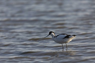 Pied avocet Recurvirostra avosetta Güney Fransa 'da küçük bir lagünden besleniyor