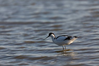 Pied avocet Recurvirostra avosetta Güney Fransa 'da küçük bir lagünden besleniyor