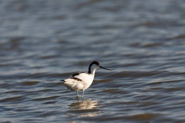 Pied avocet Recurvirostra avosetta Güney Fransa 'da küçük bir lagünden besleniyor