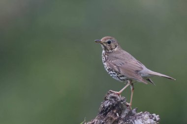 Şarkı ardıç kuşu Turdus filomelos Bir ağaç gövdesine tünemiş