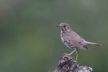 Şarkı ardıç kuşu Turdus filomelos Bir ağaç gövdesine tünemiş