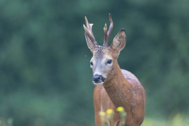 Avrupa Roe-Deer Capreolus Capreolus yakın planda