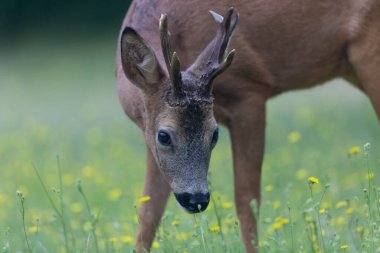 Avrupa Roe-Deer Capreolus Capreolus yakın planda