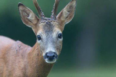 European Roe-Deer Capreolus capreolus in close-up clipart