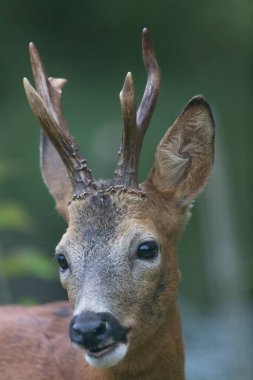Avrupa Roe-Deer Capreolus Capreolus yakın planda